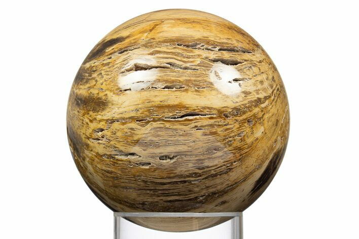 Polished Petrified Wood Sphere - McDermitt, Oregon #308266